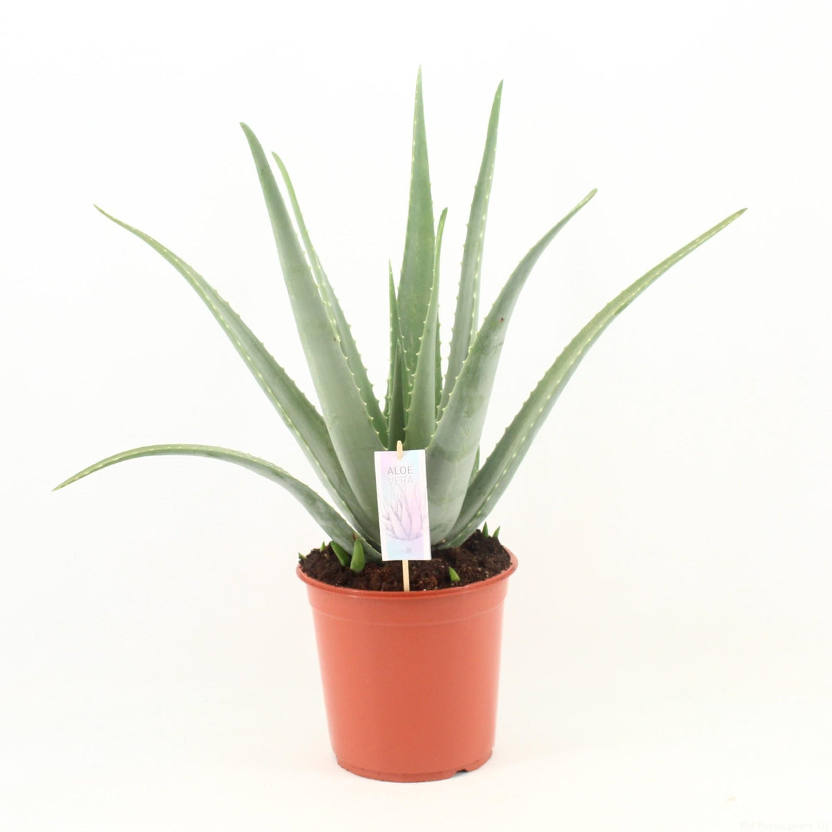 Aloe Vera – Ø24 cm, 70 cm hoog