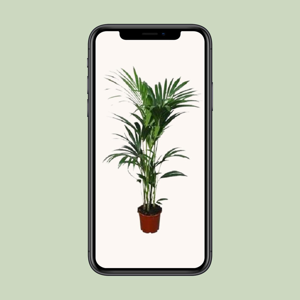 Howea forsteriana (palmier kentia) – Ø21 cm, 120 cm de haut – art. 2897 – photo 4