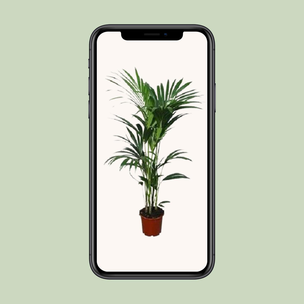 Howea forsteriana (Kentiapalme) – Ø 21 cm, 120 cm hoch – Art. 2897
