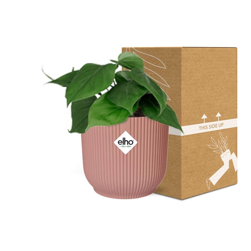 Philodendron scandens in ELHO Vibes Fold 14 cm rosa – 25 cm hoch
