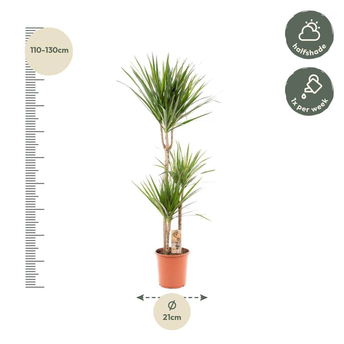 Dracaena marginata (arbre dragonnier) – Ø21 cm, 110 cm de haut