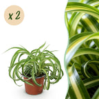 2× Chlorophytum comosum Bonnie (Grünlilie) – Ø12 cm, 20–25 cm hoch
