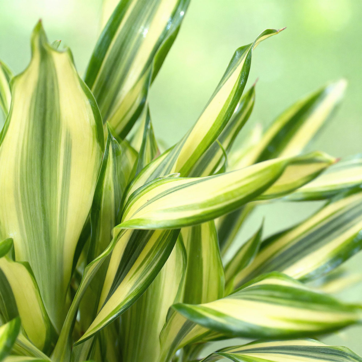 2× Dracaena fragrans Diamond Dream (drakenboom) – Ø17 cm, 50–55 cm hoog