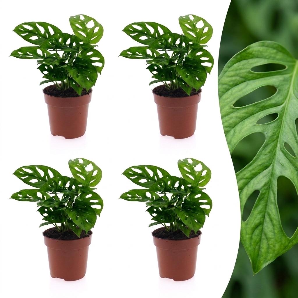 4× Monstera adansonii (Mini-Monstera) – Ø12 cm, 25 cm hoch