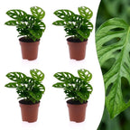 4× Monstera adansonii (Mini-Monstera) – Ø12 cm, 25 cm hoch