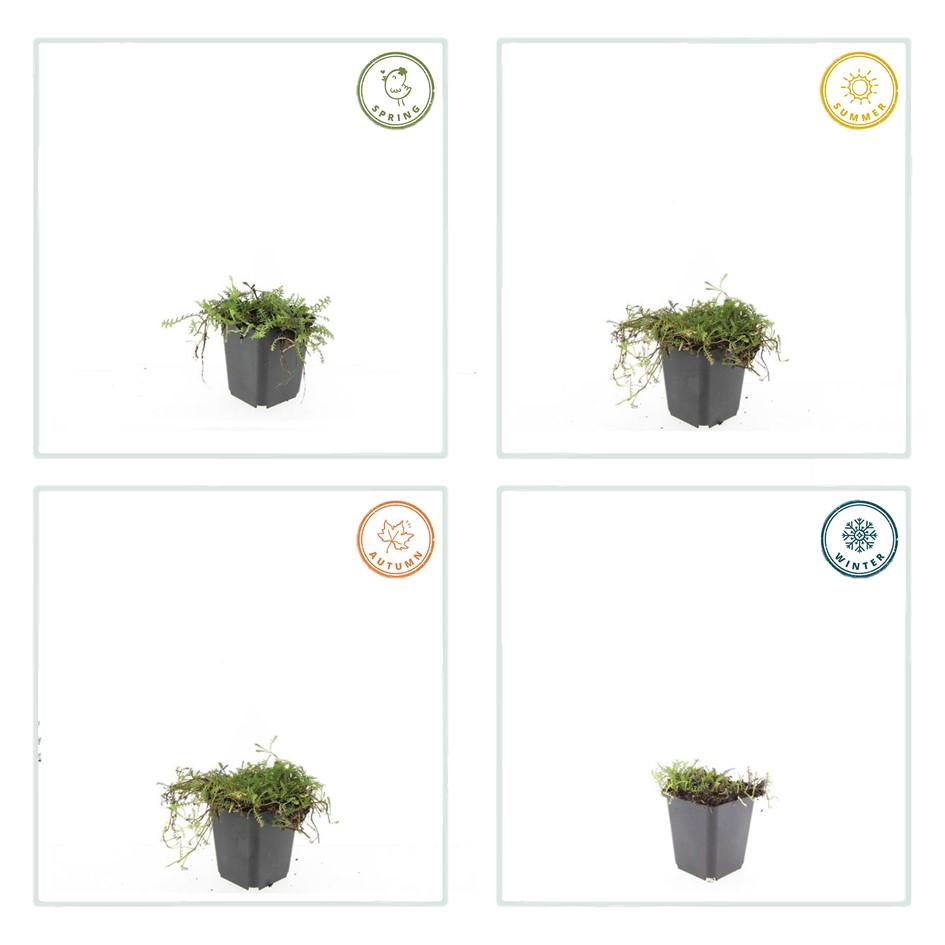 Leptinella squalida – 60 planter, Ø9 cm, 10–25 cm høje – billede 5