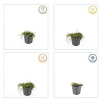 Leptinella squalida – 60 planter, Ø9 cm, 10–25 cm høje