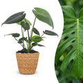 Monstera deliciosa (Fensterblatt) mit Korb – Ø 12 cm, 30 cm hoch
