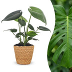 Monstera deliciosa (Fensterblatt) mit Korb – Ø 12 cm, 30 cm hoch