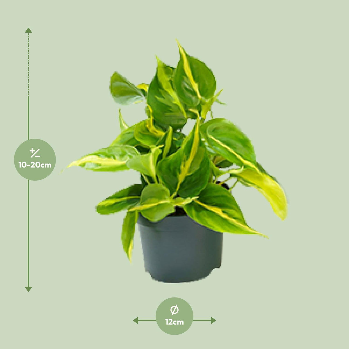 Philodendron scandens Brasil – Ø 12 cm, 15 cm hoch – Bild 2