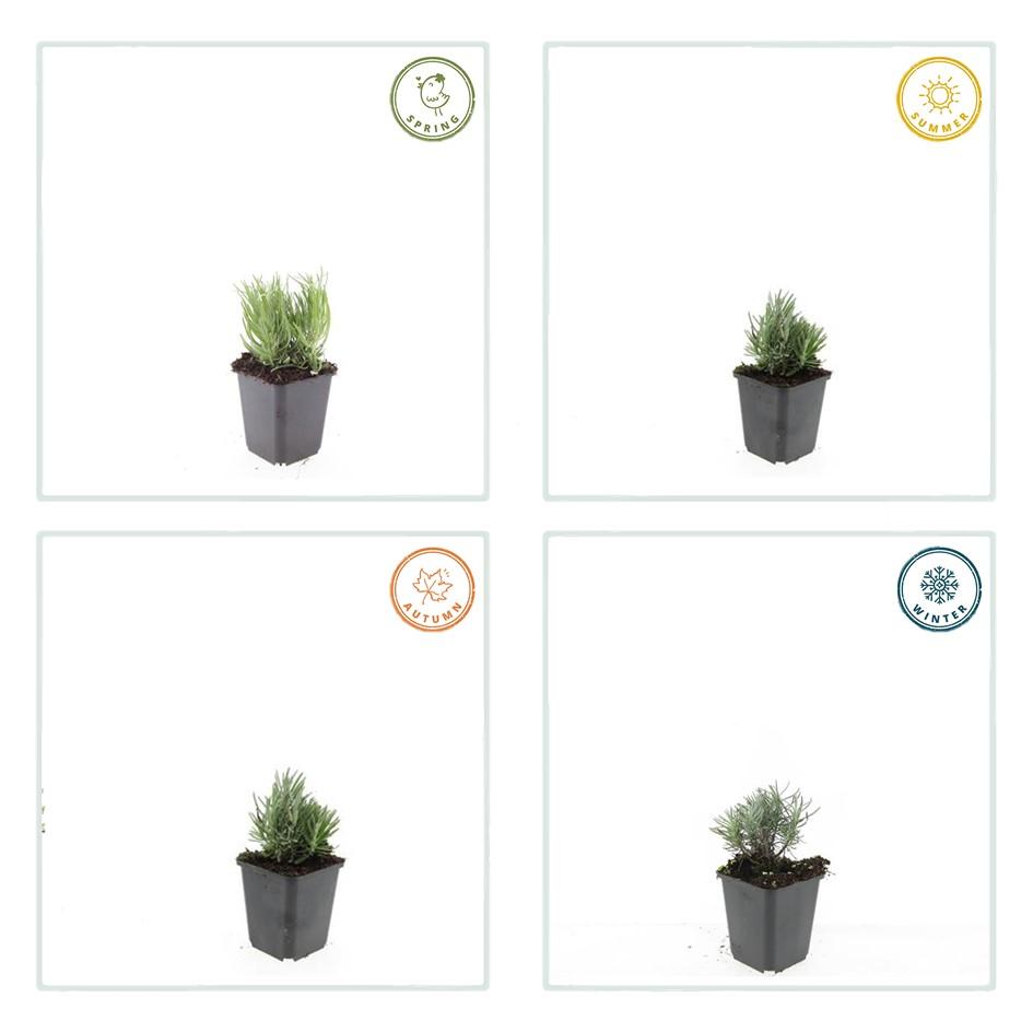 Lavandula angustifolia 'Dwarf Blue' (lavendel) – 6 planten, Ø9 cm, 10–25 cm hoog