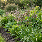 Sizilianischer Honigknoblauch (Allium siculum) – 120 Blumenzwiebeln (Zwiebelgröße 8/10)