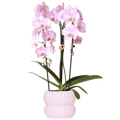 Phalaenopsis 'Niagara Falls' rose (orchidée) dans pot décoratif Horizon rose clair – Ø12 cm, 52 cm de haut