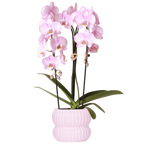 Phalaenopsis 'Niagara Falls' rose (orchidée) dans pot décoratif Horizon rose clair – Ø12 cm, 52 cm de haut