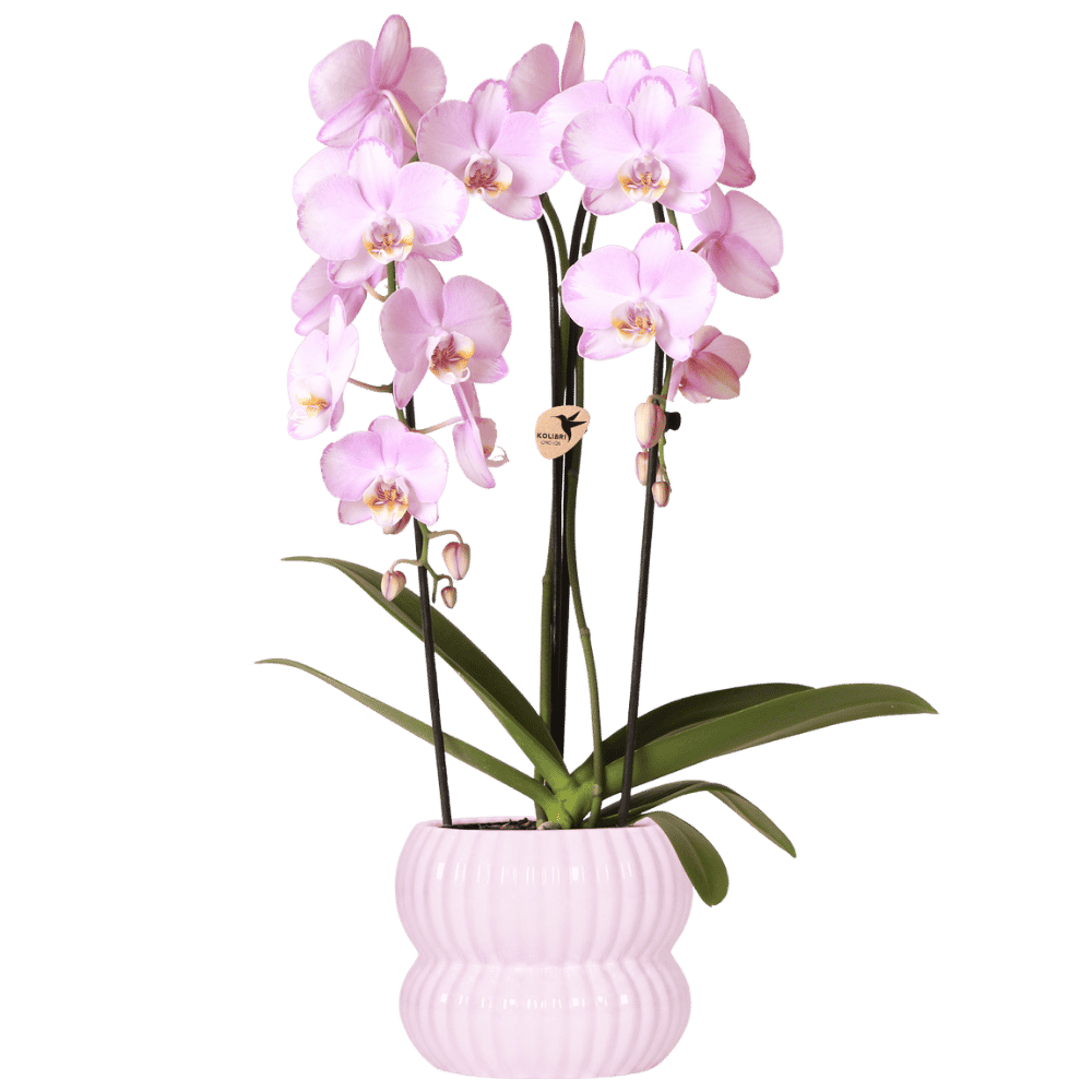 Phalaenopsis 'Niagara Falls' roze (orchidee) in Horizon sierpot lichtroze – Ø12 cm, 52 cm hoog