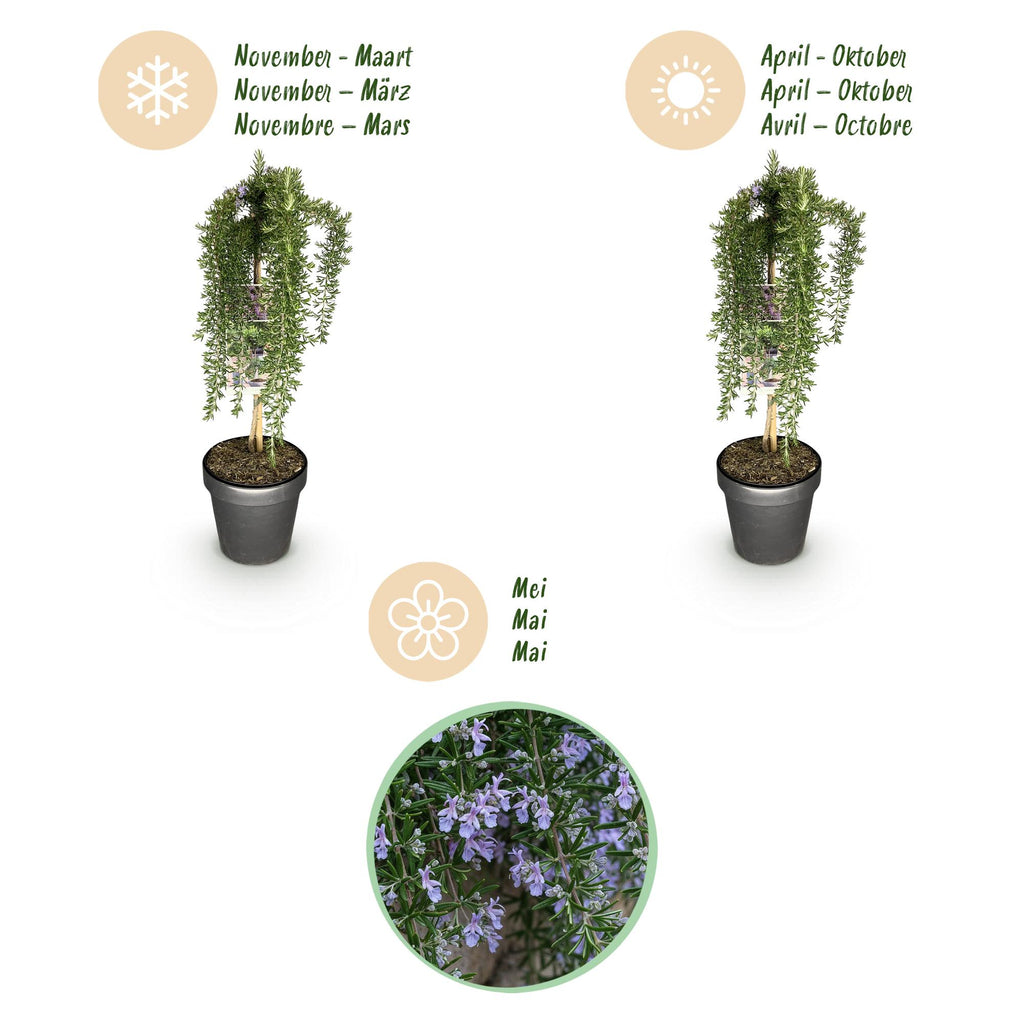 Romarin (Salvia rosmarinus) sur tige – Ø19 cm, 70–90 cm de haut – photo 9