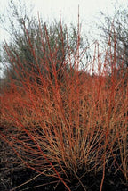 Cornus sanguineum 'Midwinter Fire' (dogwood) – 60 plants, Ø9 cm, 10–25 cm high