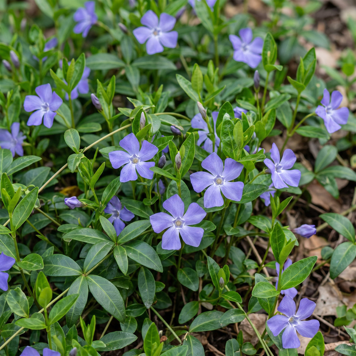 Vinca minor (pétrie) – bleu – 12 plants, Ø11 cm, 15–25 cm de haut – photo 5