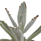 Vetplanten in witte pot – Ø6 cm, 13 cm hoog