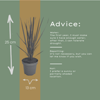 Panicum virgatum 'Northwind' (Fingergras) – 6 Pflanzen, Ø 12 cm