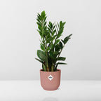 Zamioculcas (Glücksfeder) – 40 cm hoch – rosa