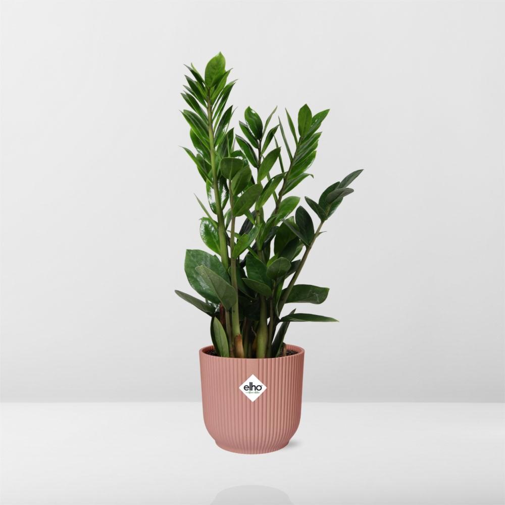 Zamioculcas (Glücksfeder) – 40 cm hoch – rosa