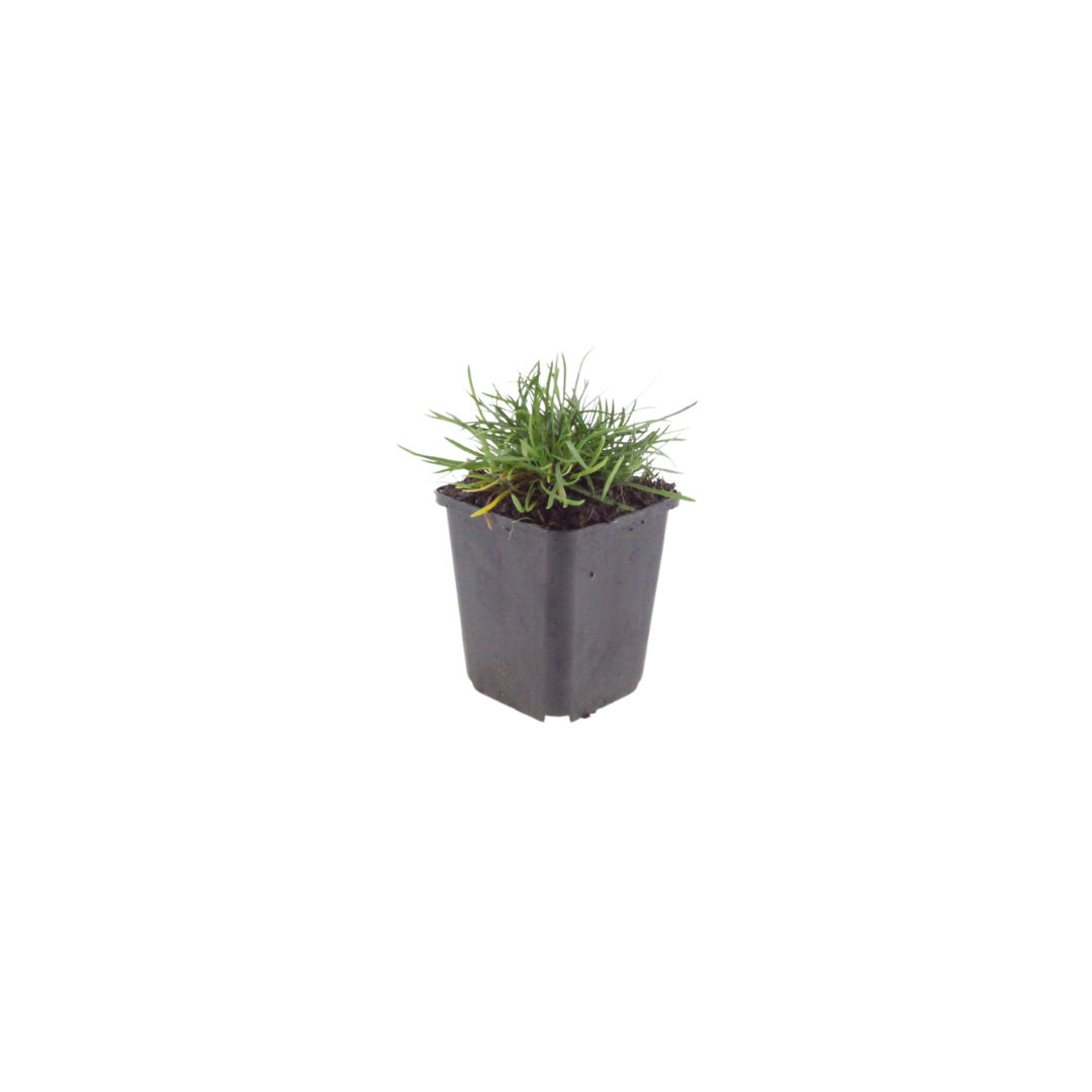 Armeria m. 'Splendens' (Flieder-Segelplande) – 48 Pflanzen, Ø9 cm, 10–25 cm hoch – Bild 2