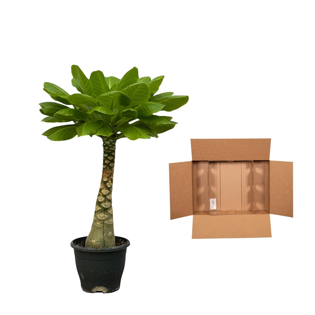 Brighamia Insignis (Hawaii-palme) – Ø12 cm, 25 cm høj