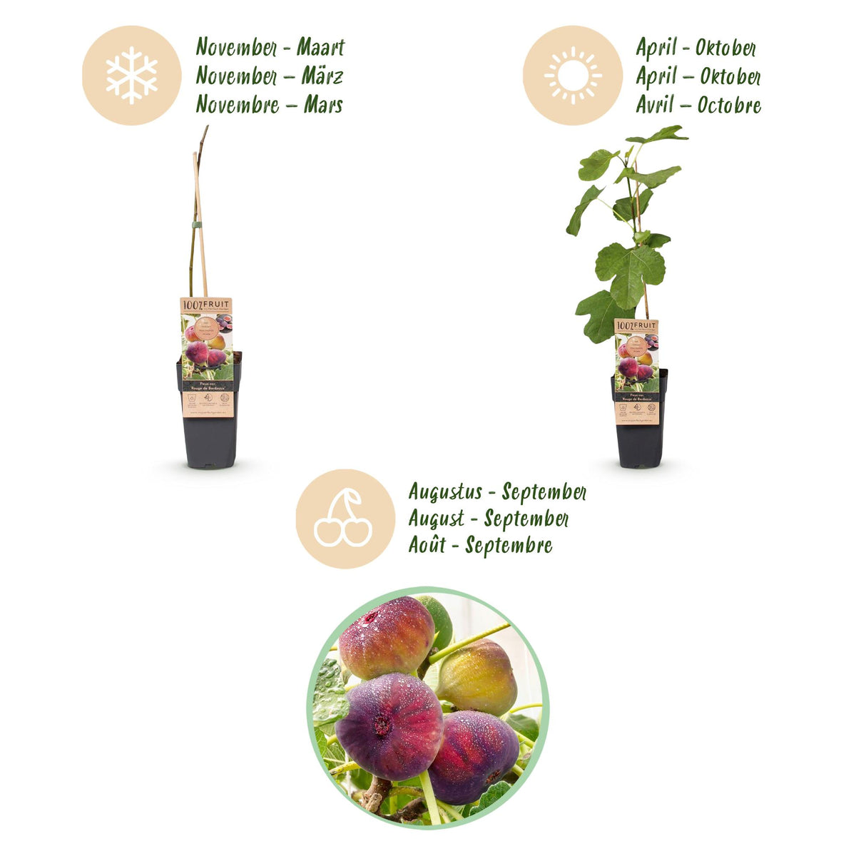 Ficus carica 'Rouge De Bordeaux' (Feigenbaum) – 2 Pflanzen, Ø15 cm, 50 cm hoch – Bild 4