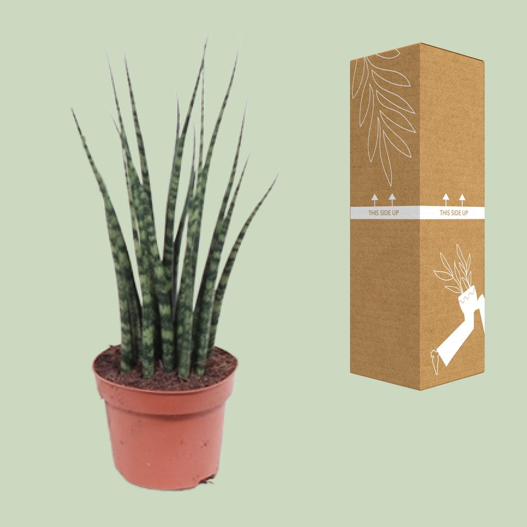 Sansevieria Fernwood Mikado (svigermors tunge) – Ø12 cm, 40 cm høj