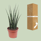 Sansevieria Fernwood Mikado (svigermors tunge) – Ø12 cm, 40 cm høj