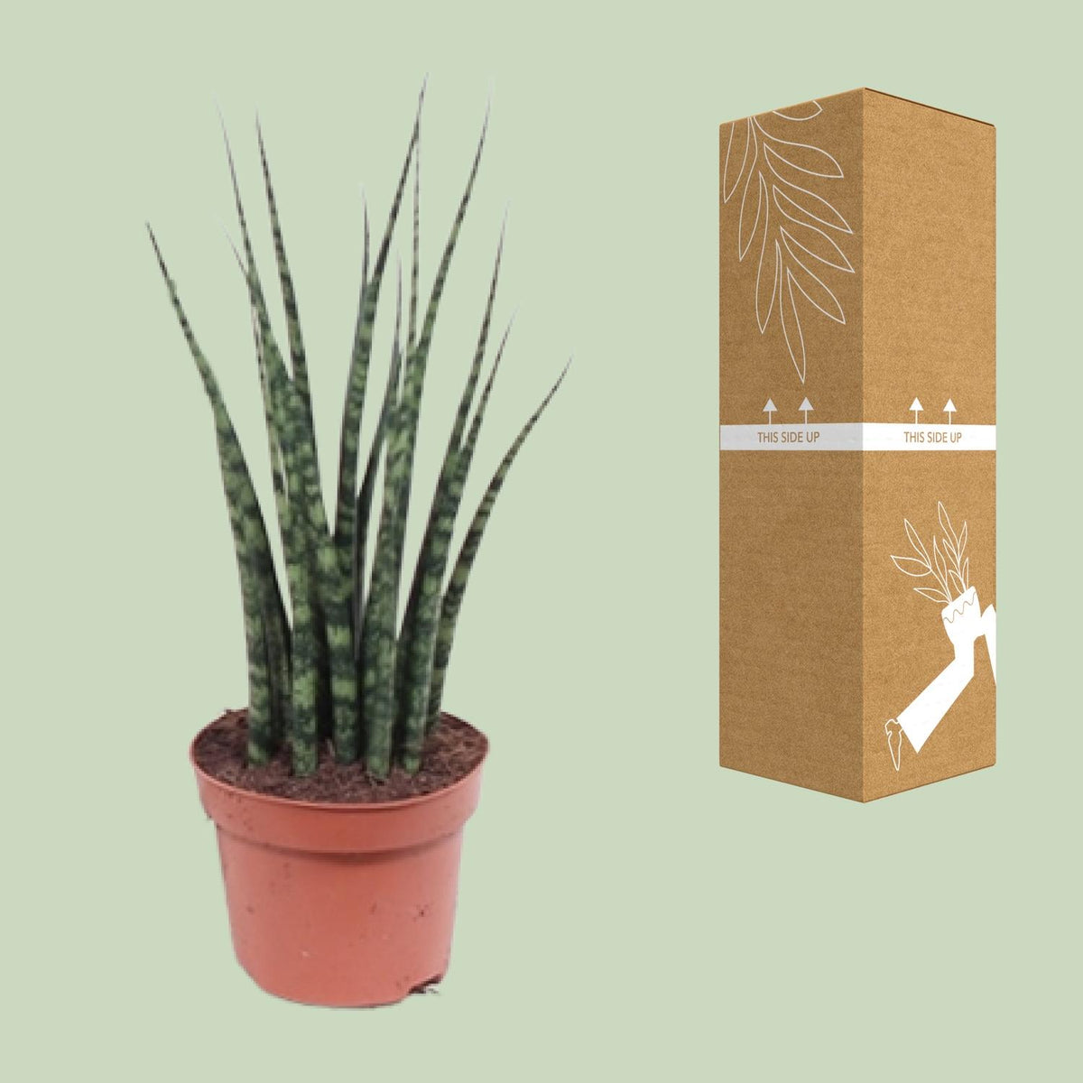 Sansevieria Fernwood Mikado (svigermors tunge) – Ø12 cm, 40 cm høj