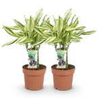 2× Dracaena fragrans Diamond Dream (drakenboom) – Ø17 cm, 50–55 cm hoog