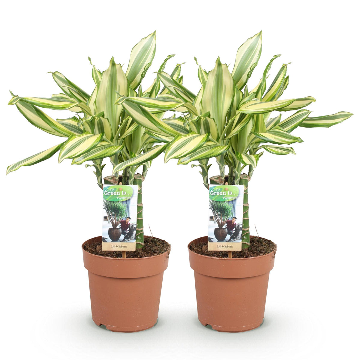 2× Dracaena fragrans Diamond Dream (drakenboom) – Ø17 cm, 50–55 cm hoog