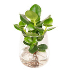 Clusia in Kingston glas – Ø12 cm, 30 cm hoog