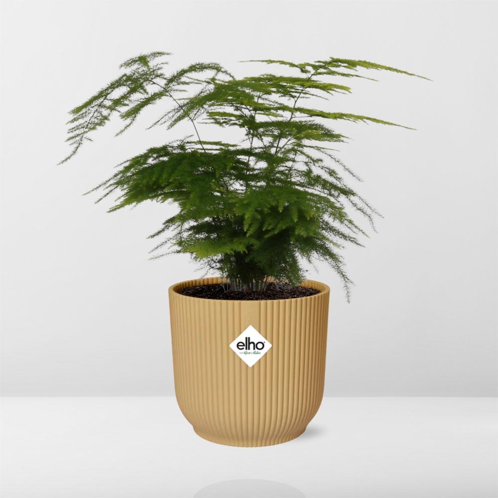 Asparagus Setaceus ‘Plumosus’ im ELHO Vibes Fold 14 cm gelb (Springgefäßfarne) – 35 cm hoch – Bild 6