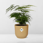 Asparagus Setaceus ‘Plumosus’ im ELHO Vibes Fold 14 cm gelb (Springgefäßfarne) – 35 cm hoch