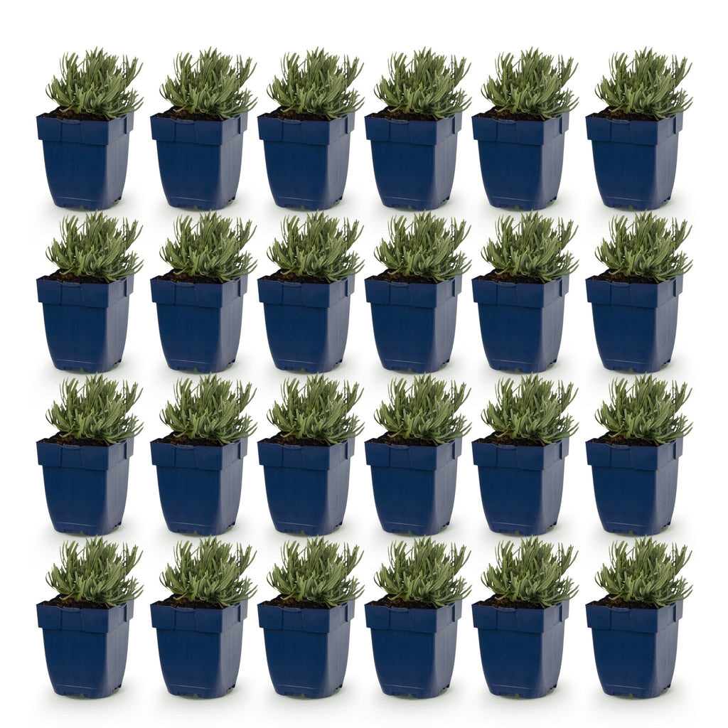 Lavandula angustifolia 'Dwarf Blue' (lavande) – violet – 24 plants, Ø11 cm, 15–25 cm de haut – photo 2