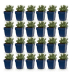 Lavandula angustifolia 'Dwarf Blue' (lavande) – violet – 24 plants, Ø11 cm, 15–25 cm de haut