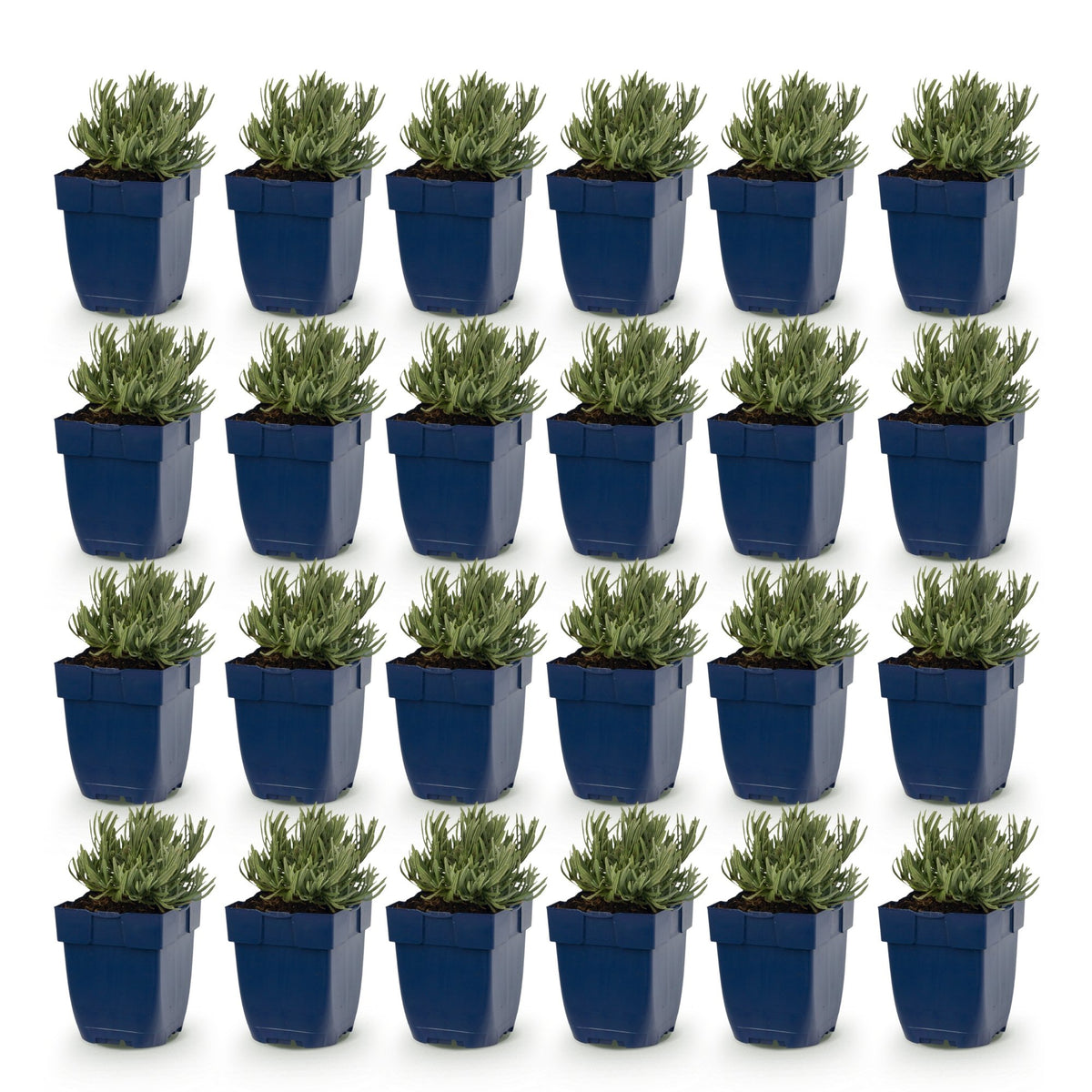 Lavandula angustifolia 'Dwarf Blue' (lavendel) – paars – 24 planten, Ø11 cm, 15–25 cm hoog