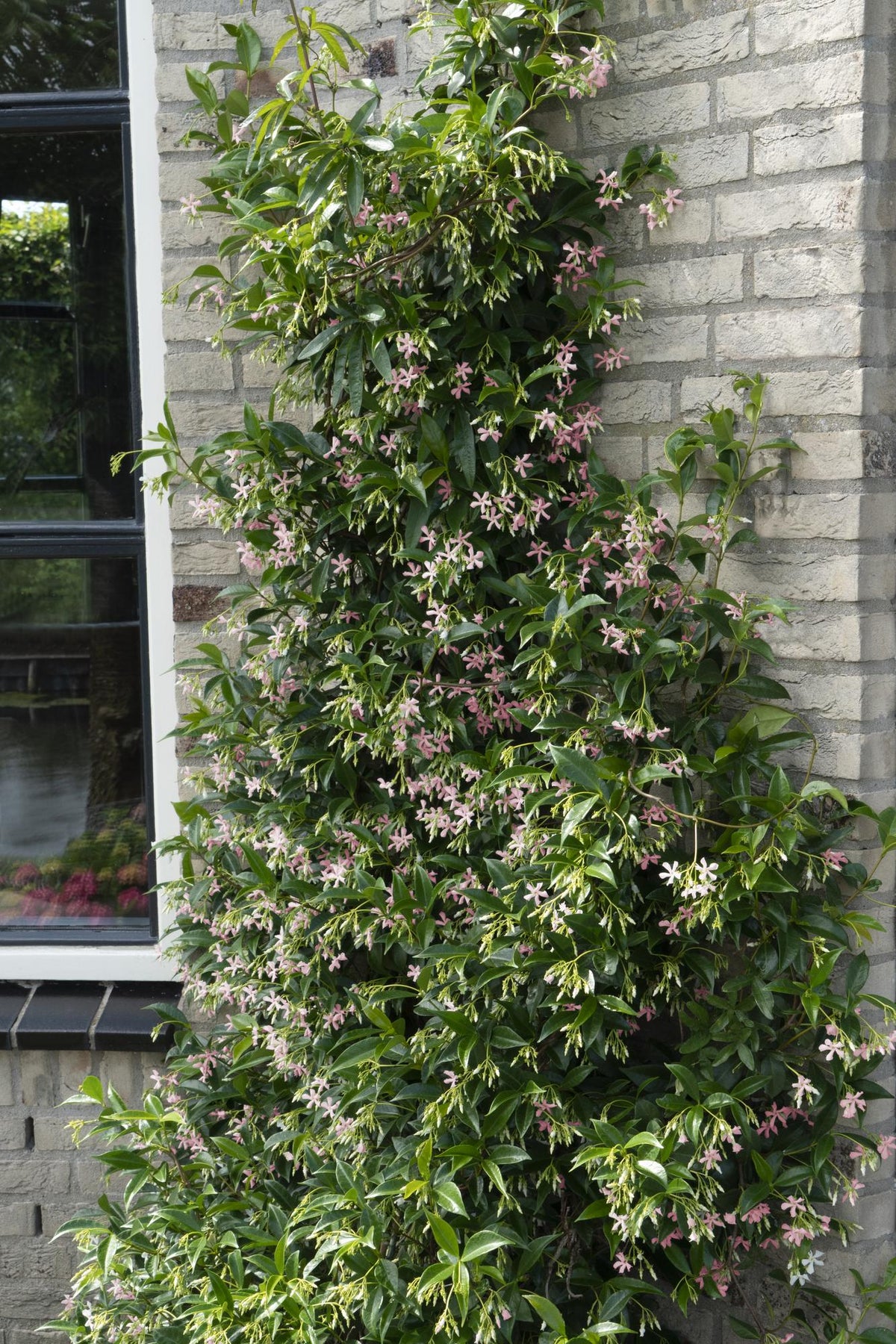 Trachelospermum 'Star Of Ibiza' (Toskanischer Jasmin) – Ø15 cm, 65 cm hoch – Bild 3