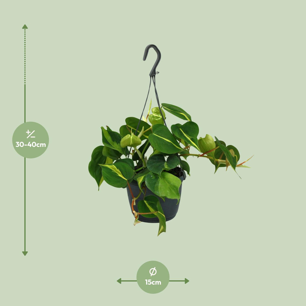 Philodendron scandens Brasil – Ø15 cm, 35 cm hoog