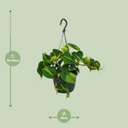 Philodendron scandens Brasil – Ø15 cm, 35 cm hoog