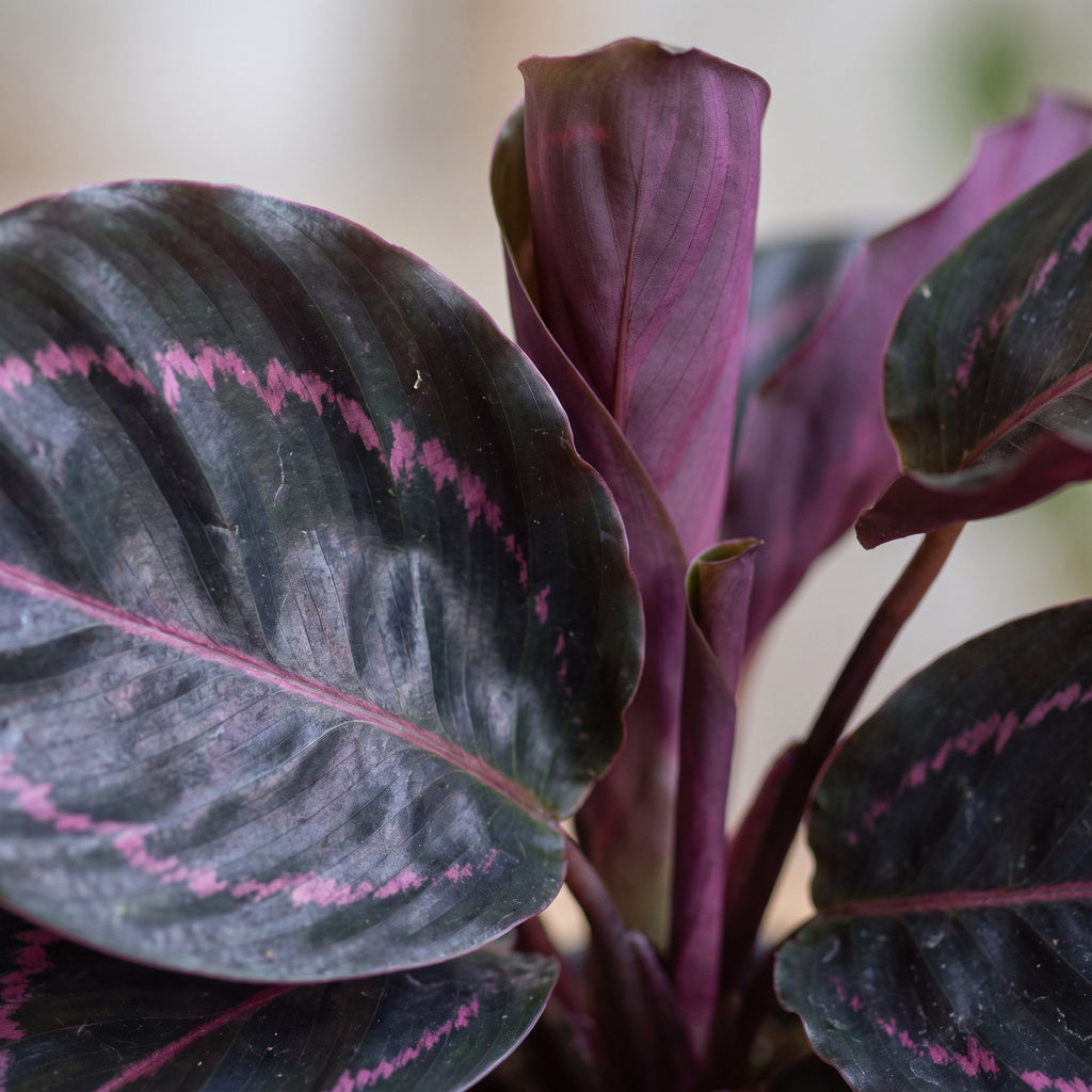 Calathea Dottie® – Ø6 cm, 15 cm de haut