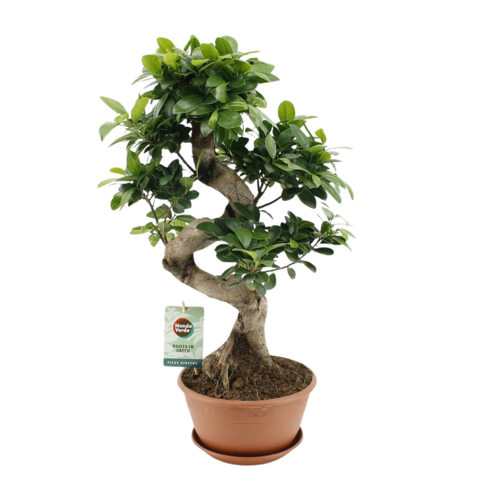 Ficus Ginseng – Ø22 cm, 60 cm høj