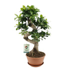 Ficus Ginseng – Ø22 cm, 60 cm høj