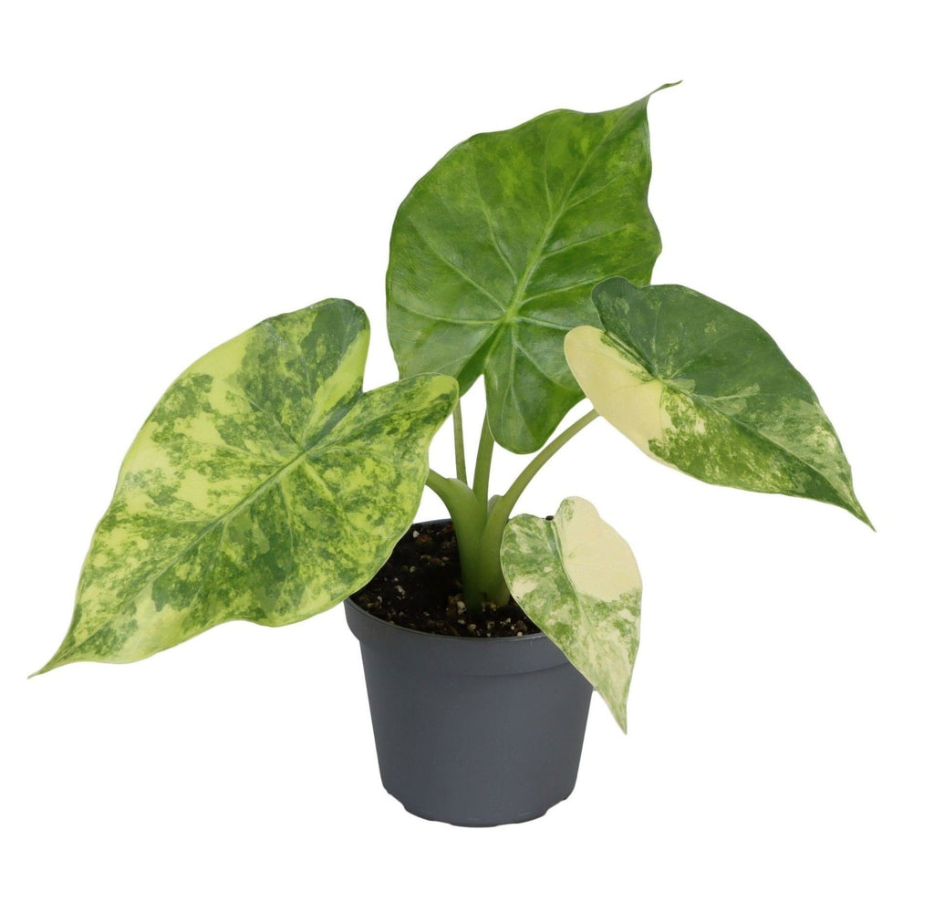Alocasia Macrorrhiza Aurea Variegata (oreille d'éléphant) – Ø6 cm, 15 cm de haut – photo 2