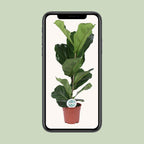 Ficus lyrata (vioolbladplant) – Ø17 cm, 60 cm hoog – art. 15925