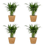 4× Areca lutescens (Dypsis) avec panier – Ø12 cm, 45 cm de haut