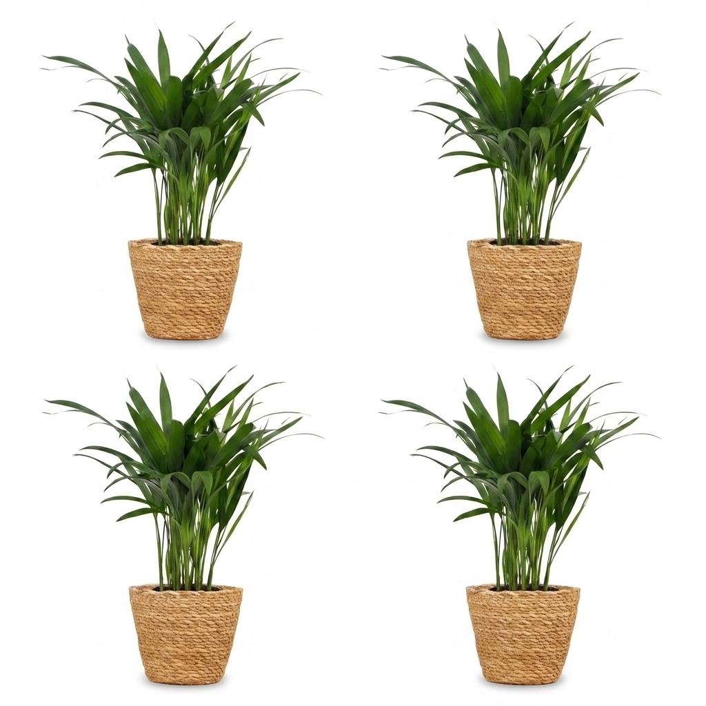 4× Areca lutescens (Dypsis) avec panier – Ø12 cm, 45 cm de haut
